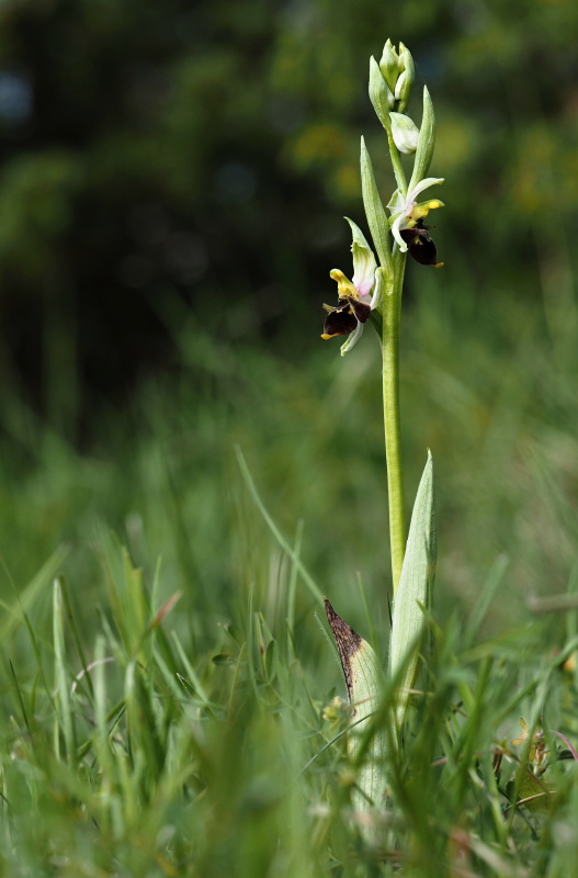 Tořič čmelákovitý Holubyho (Ophrys holoserica subsp. holubyana)