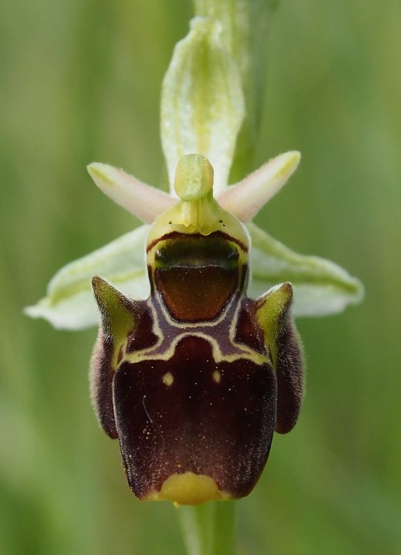 Tořič čmelákovitý Holubyho (Ophrys holoserica subsp.holubyana)