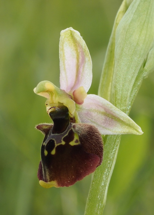 Tořič čmelákovitý Holubyho (Ophrys holoserica subsp.holubyana)