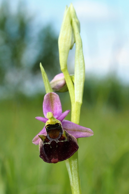 Tořič čmelákovitý Holubyho (Ophrys holoserica subsp.holubyana)