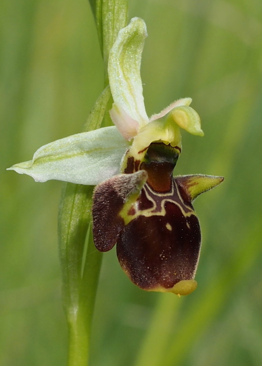 Tořič čmelákovitý Holubyho (Ophrys holoserica subsp.holubyana)