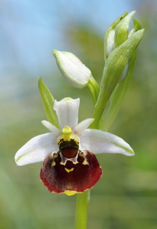 Tořič čmelákovitý (Ophrys holoserica)