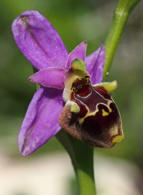 Tořič Heldreichův kalypso (Ophrys heldreichii subsp. calypsus) 