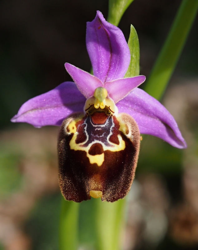 Tořič Heldreichův kalypso (Ophrys heldreichii subsp. calypsus) 