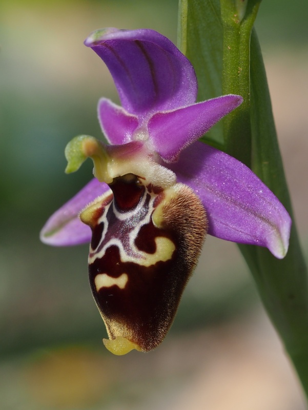 Tořič Heldreichův maličký (Ophrys heldreichii subsp. pusilla)