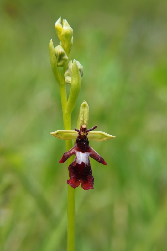 Tořič hmyzonosný (Ophrys insectifera)