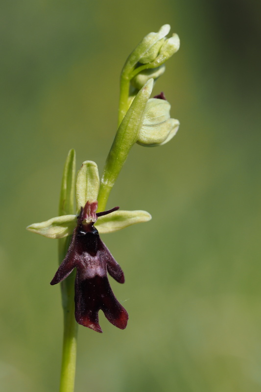 Tořič hmyzonosný (Ophrys insectifera)