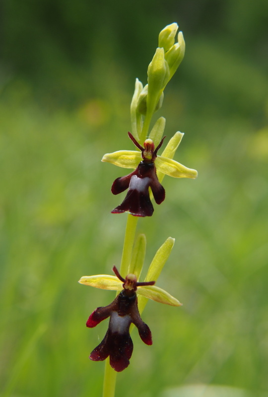 Tořič hmyzonosný (Ophrys insectifera)