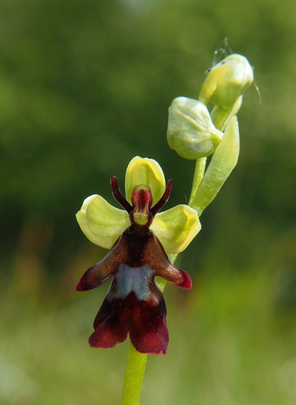 Tořič hmyzonosný (Ophrys insectifera)