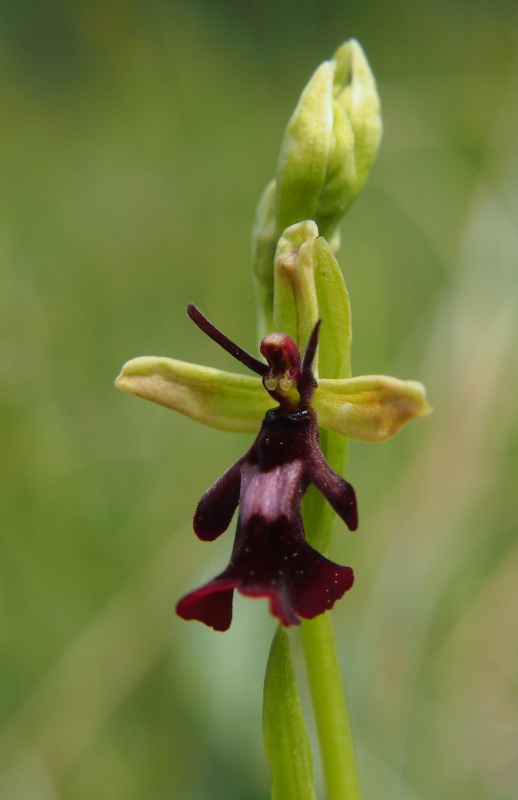 Tořič hmyzonosný (Ophrys insectifera)