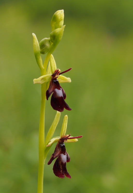 Tořič hmyzonosný (Ophrys insectifera)