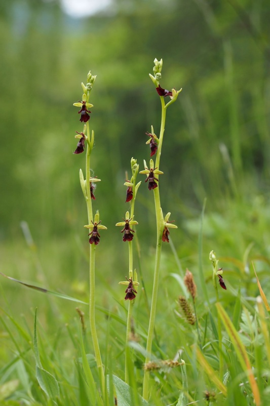 Tořič hmyzonosný (Ophrys insectifera)