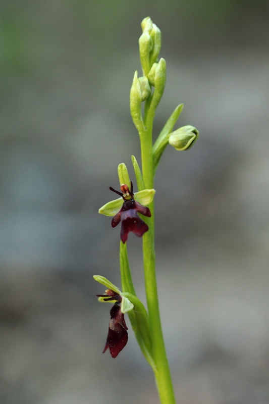 Tořič hmyzonosný pravý (Ophrys insectifera subsp. insectifera)