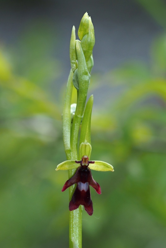 Tořič hmyzonosný pravý (Ophrys insectifera subsp. insectifera)