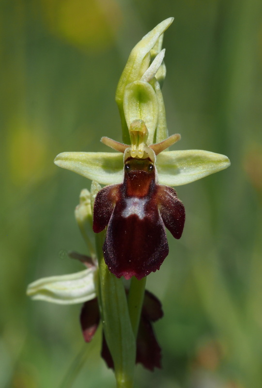 Tořič hmyzonosný x čmelákovitý Holubyho (Ophrys insectifera x O.holoserica subsp.Holubyana) 