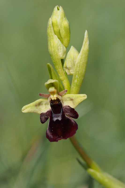 Tořič hmyzonosný x čmelákovitý Holubyho (Ophrys insectifera x O.holoserica subsp.Holubyana)