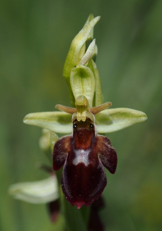 Tořič hmyzonosný x čmelákovitý Holubyho (Ophrys insectifera x O.holoserica subsp.Holubyana)