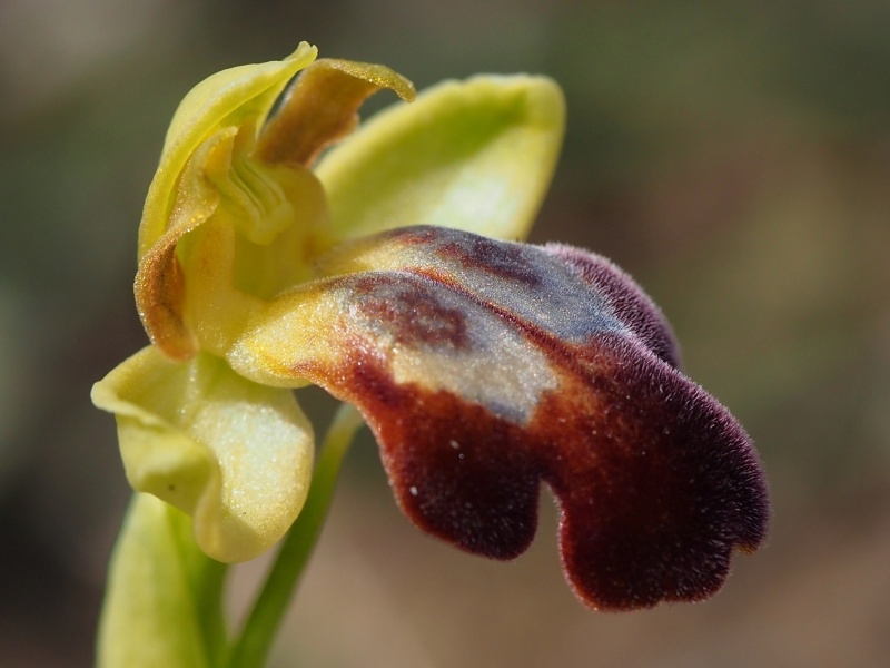 Tořič hnědý egejský (Ophrys fusca subsp.attaviria)