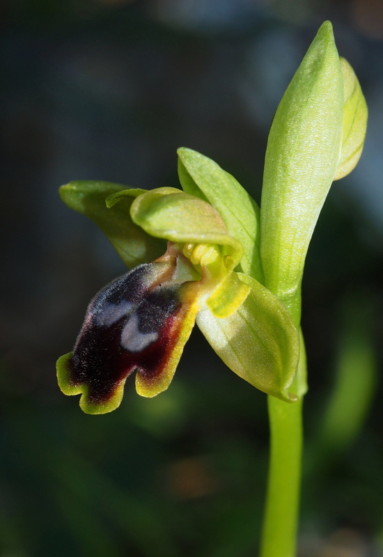 Tořič hnědý malokvětý (Ophrys fusca subsp. cinereophila)