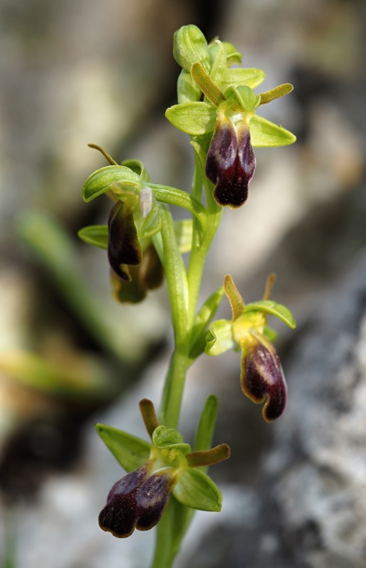 Tořič hnědý (Ophrys fusca subsp. lucana)
