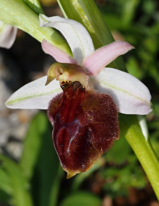 Tořič koňská podkova rhodský (Ophrys ferrum-equinum subsp. lucis)