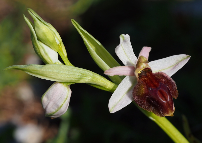 Tořič koňská podkova rhodský (Ophrys ferrum-equinum subsp. lucis)