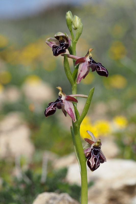  Tořič krétský karpathoský (Ophrys cretica subsp. karpathensis)