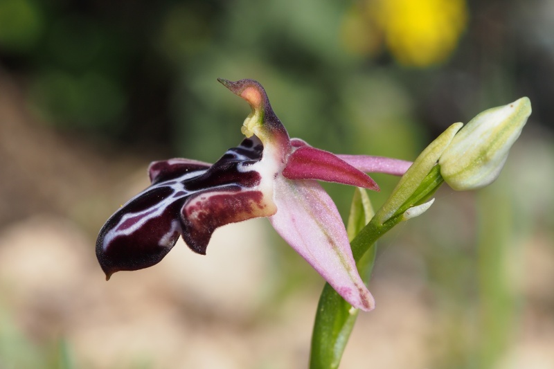  Tořič krétský karpathoský (Ophrys cretica subsp. karpathensis)