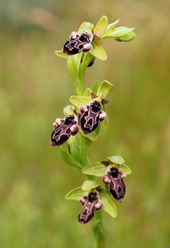 Tořič kyperský (Ophrys kotschyi)