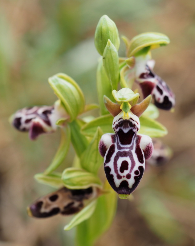 Tořič kyperský (Ophrys kotschyi)