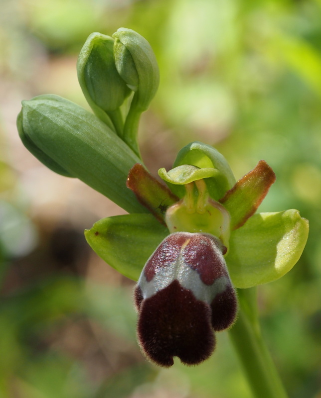 Tořič omega královský (Ophrys omegaifera subsp. basillissa)