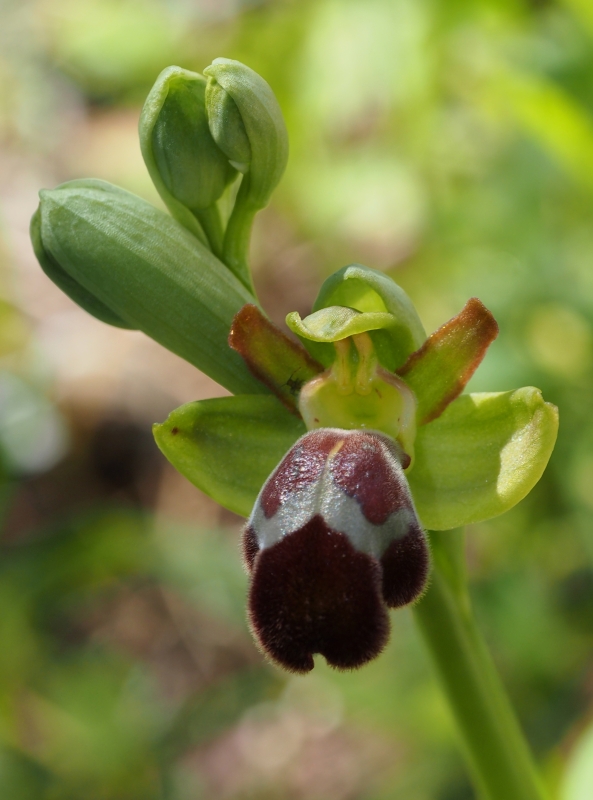 Tořič omega královský (Ophrys omegaifera subsp. basillissa)