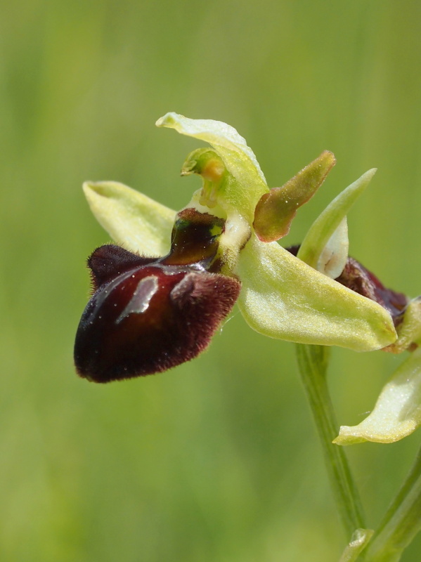 Tořič pavoukonosný (Ophrys sphegodes)