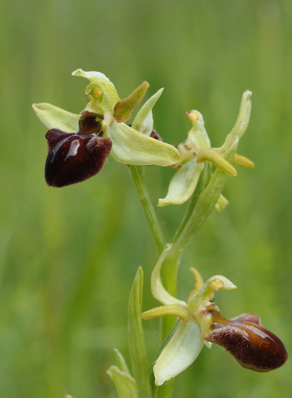 Tořič pavoukonosný (Ophrys sphegodes)