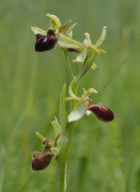 Tořič pavoukonosný (Ophrys sphegodes)