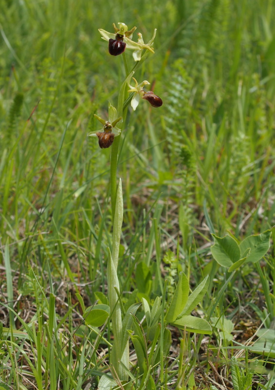 Tořič pavoukonosný (Ophrys sphegodes)