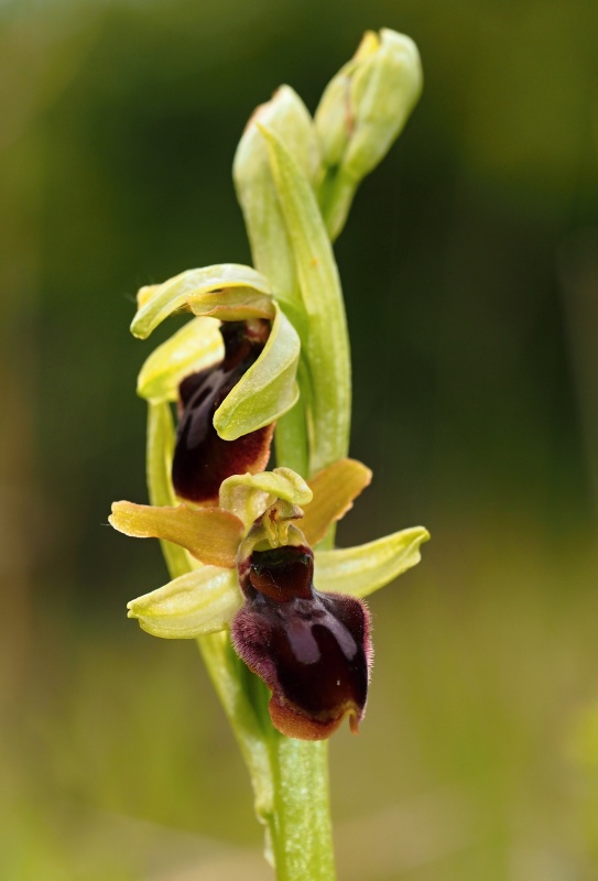 Tořič pavoukonosný pravý (Ophrys sphegodes subsp. sphegodes)