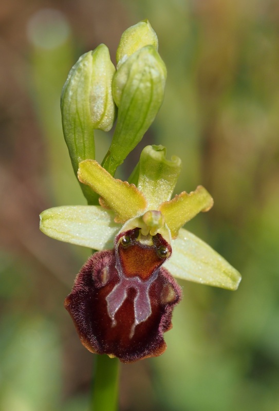 Tořič pavoukonosný pravý (Ophrys sphegodes subsp. sphegodes)