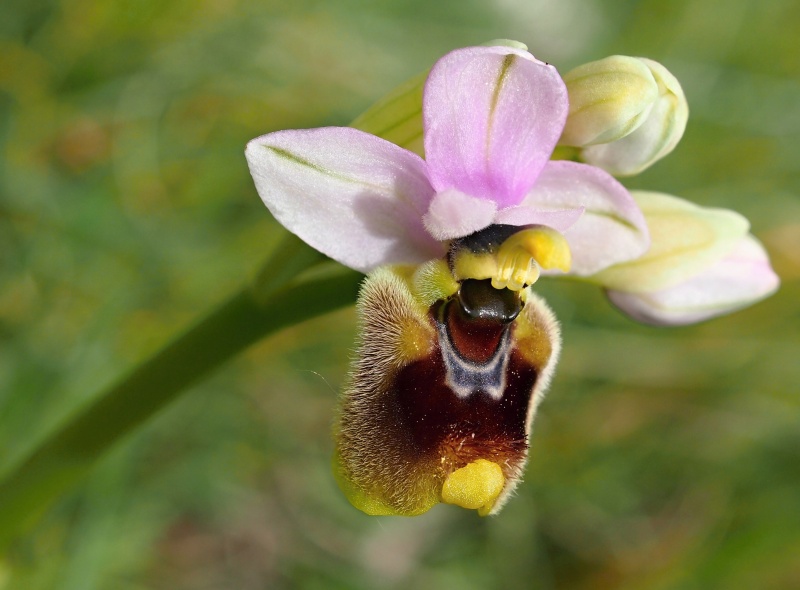 Tořič pilatkonosný (Ophrys tenthredinifera)