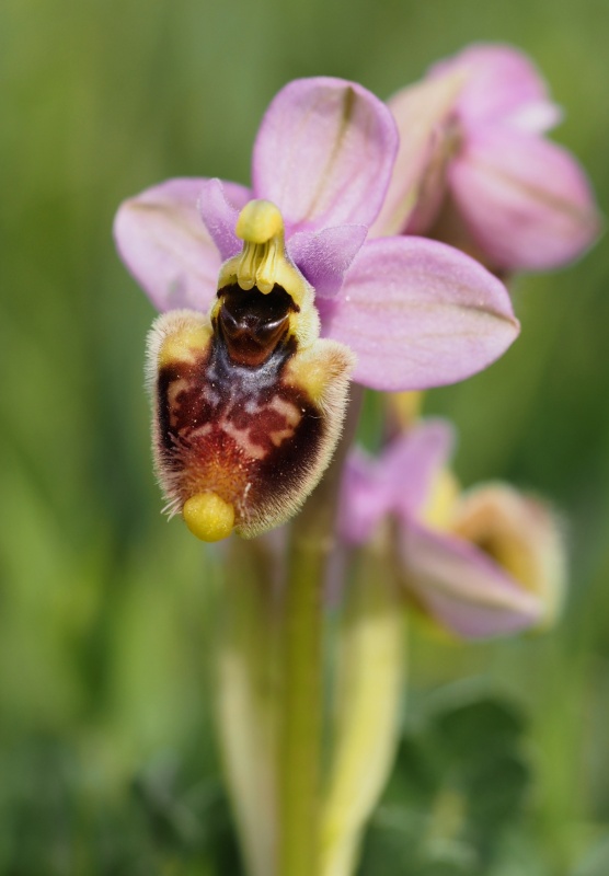 Tořič pilatkonosný (Ophrys tenthredinifera)