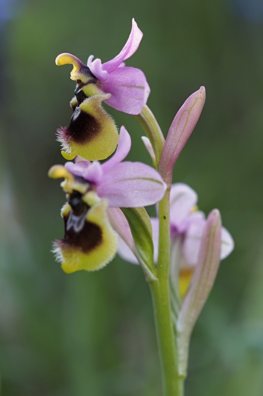 Tořič pilatkonosný (Ophrys tenthredinifera)