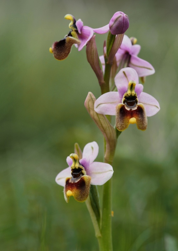 Tořič pilatkonosný (Ophrys tenthredinifera)