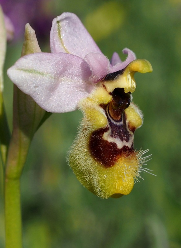 Tořič pilatkonosný (Ophrys tenthredinifera)