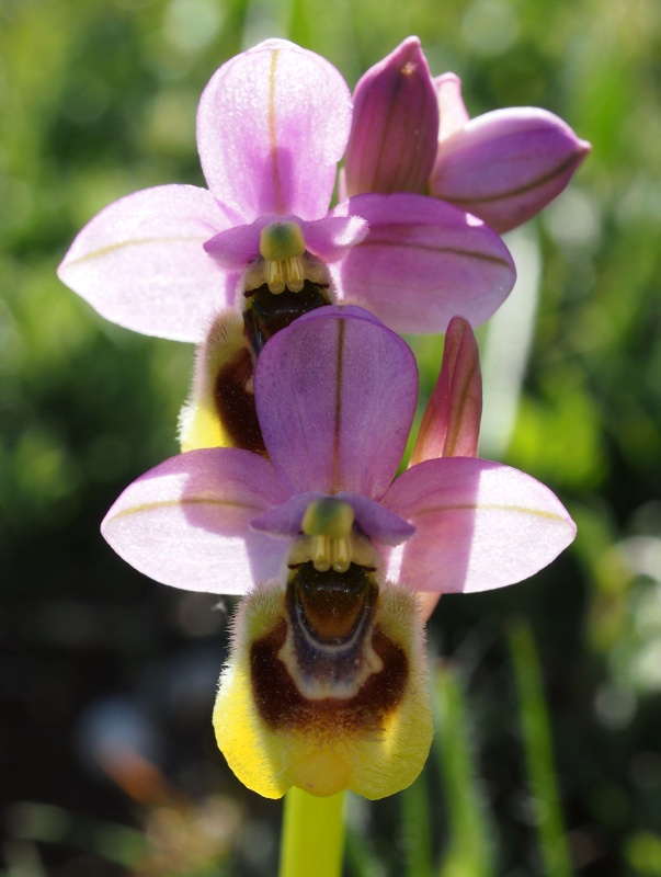 Tořič pilatkonosný (Ophrys tenthredinifera)