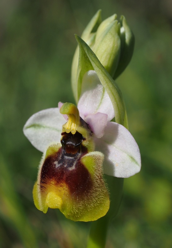 Tořič pilatkonosný (Ophrys tenthredinifera)
