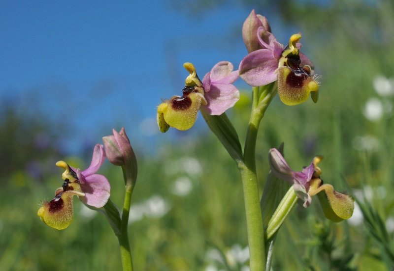 Tořič pilatkonosný (Ophrys tenthredinifera)