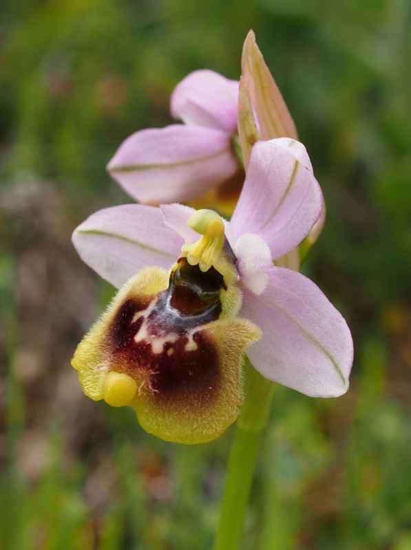 Tořič pilatkonosný (Ophrys tenthredinifera)