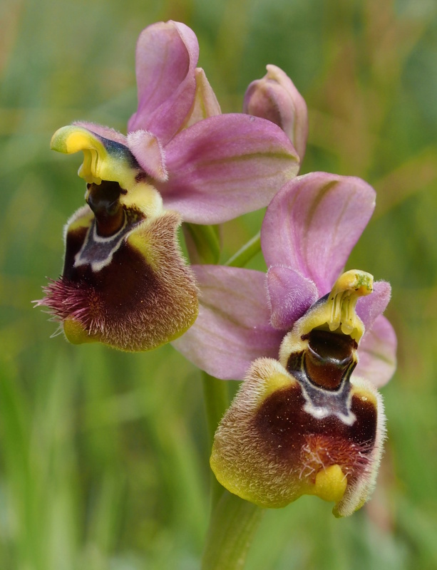 Tořič pilatkonosný (Ophrys tenthredinifera)