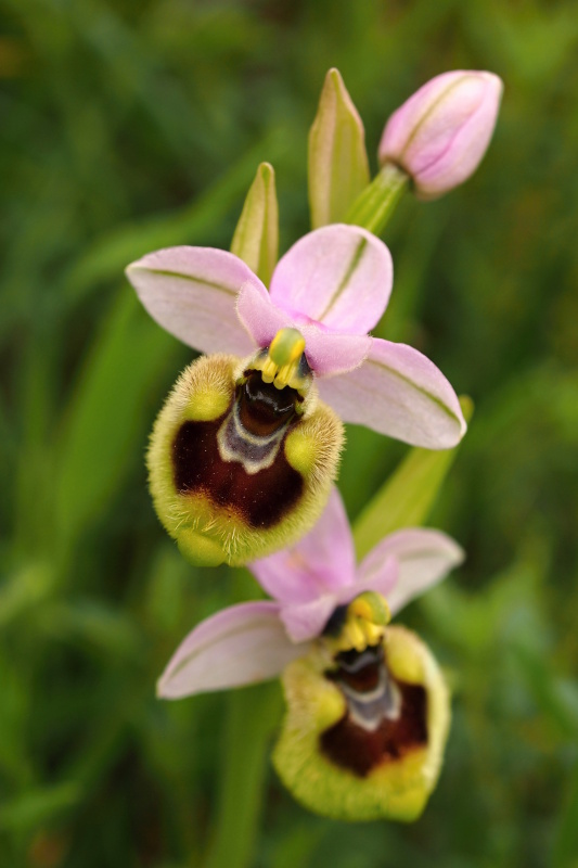 Tořič pilatkonosný (Ophrys tenthredinifera)