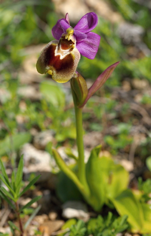 Tořič pilatkonosný (Ophrys tenthredinifera subsp. leochroma)